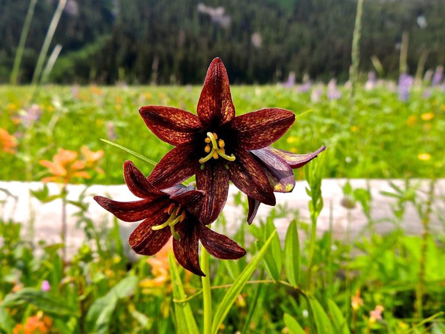 Лилия азиатская Chocolate event