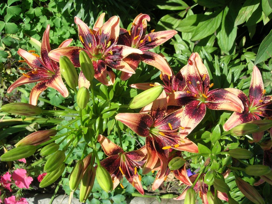 Лилия танго Олина