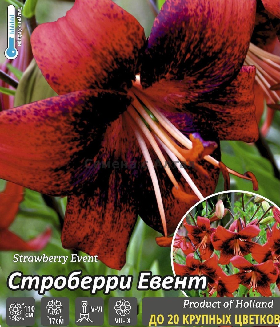 Лилия Строуберри ивент