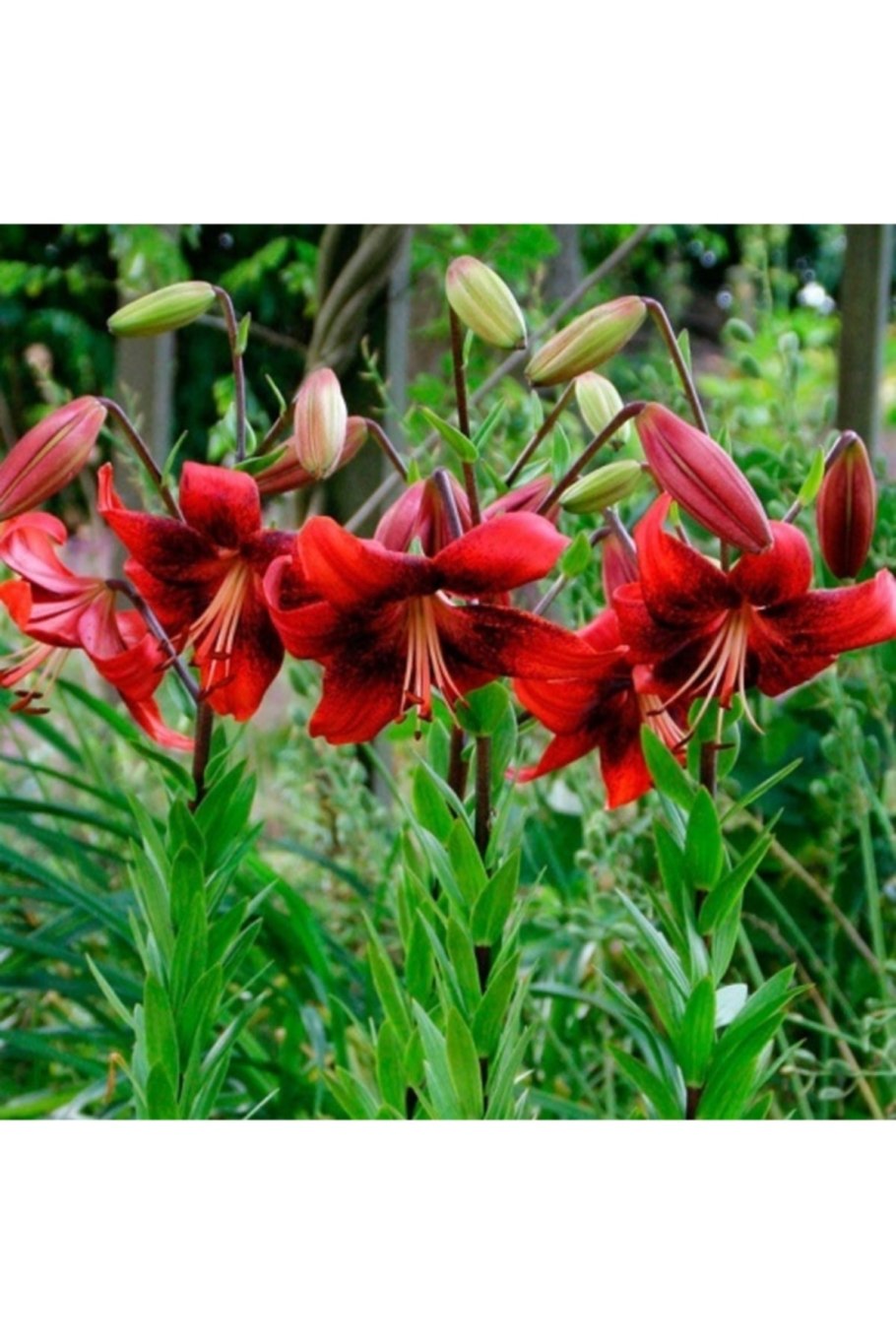 Лилия Пинк Перфекшн