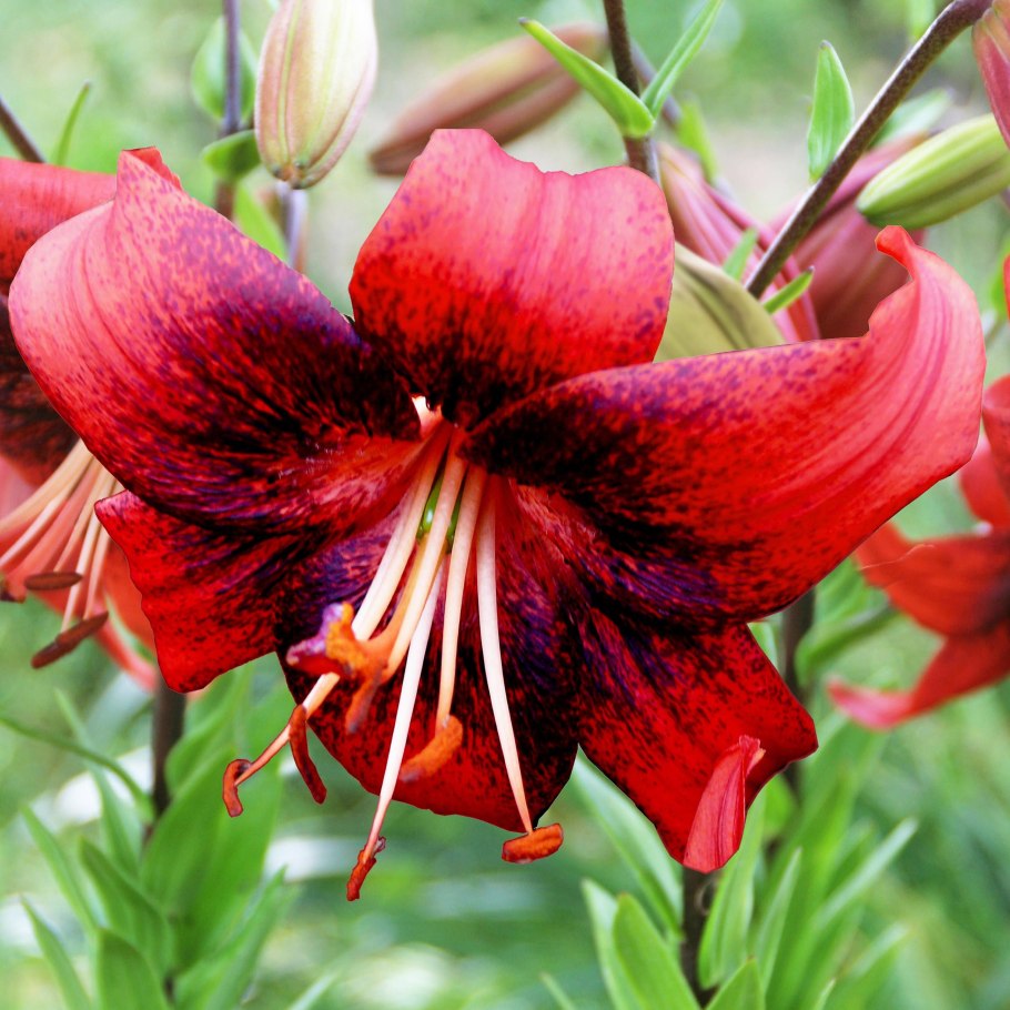 Лилия азиатская Найт флайер