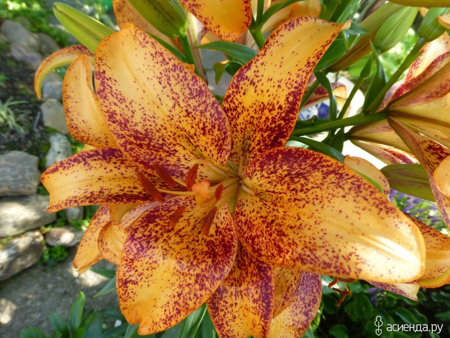 Лилия азиатская Олина