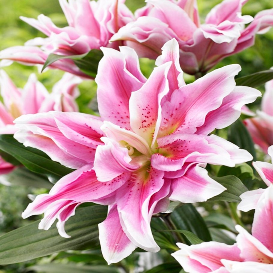 Лилия лига легенд