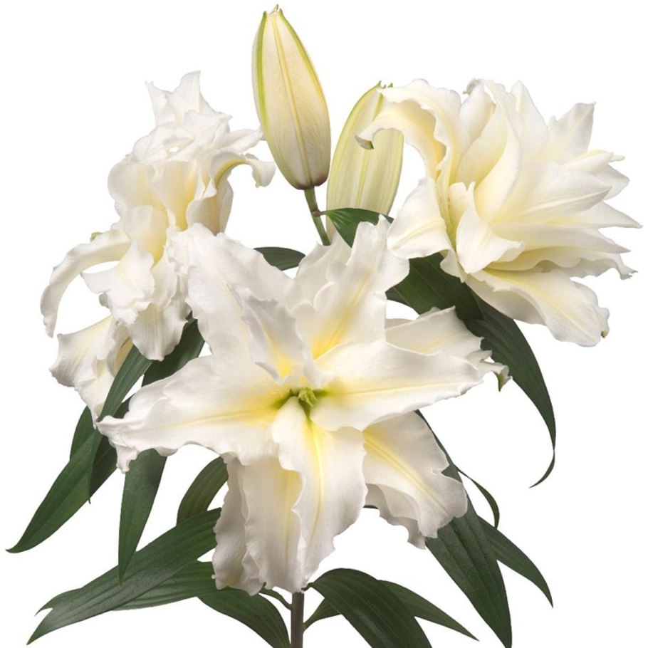 Honkai Impact 3 Лилия и Розалия