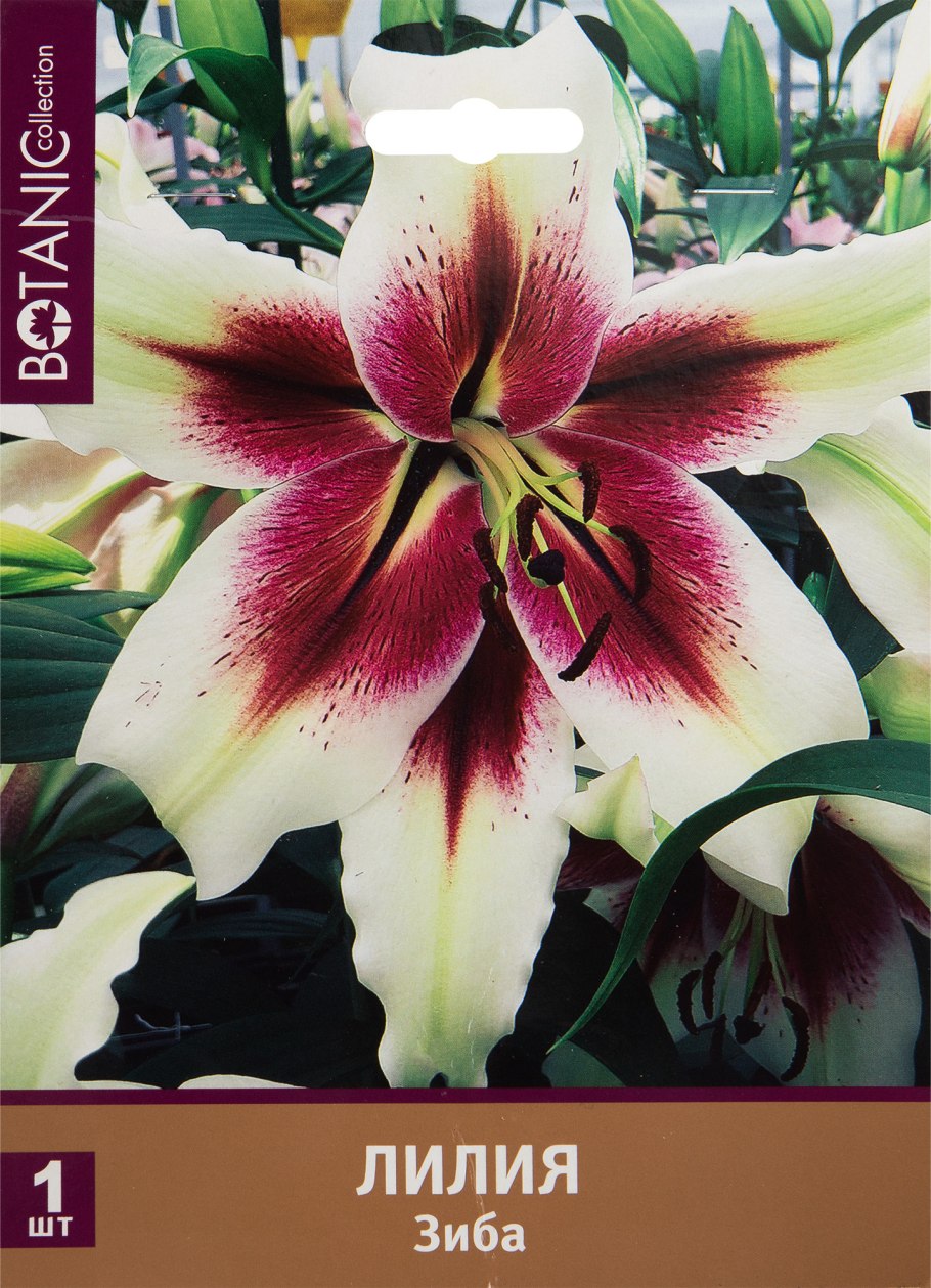 Лилия азиатская Блэк аут