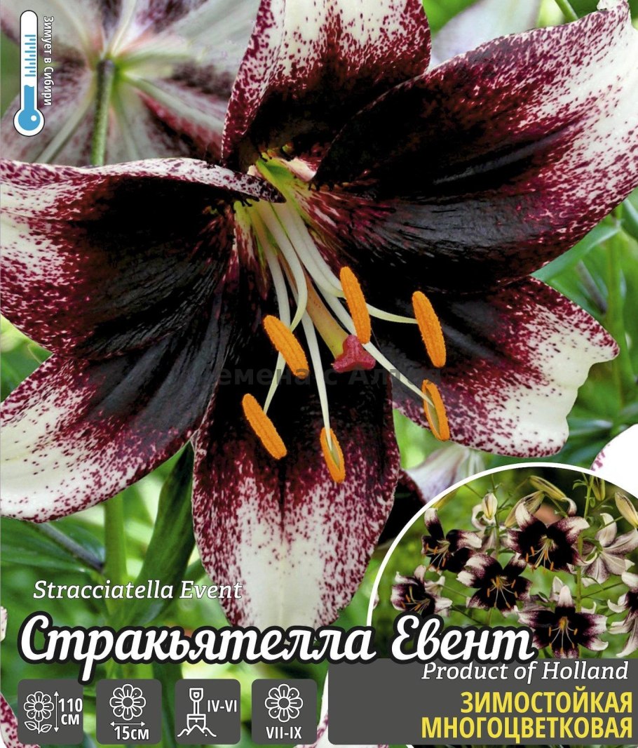 Лилия Строуберри ивент