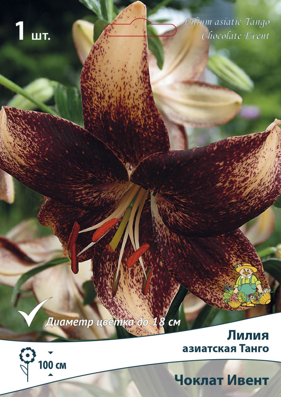 Лилия Пурпл Дрим азиатская