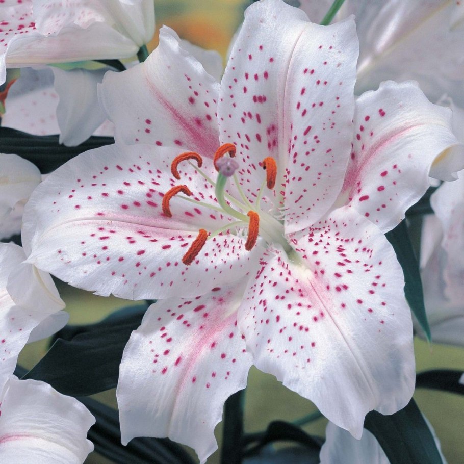 Мелисса мобайл ледженс