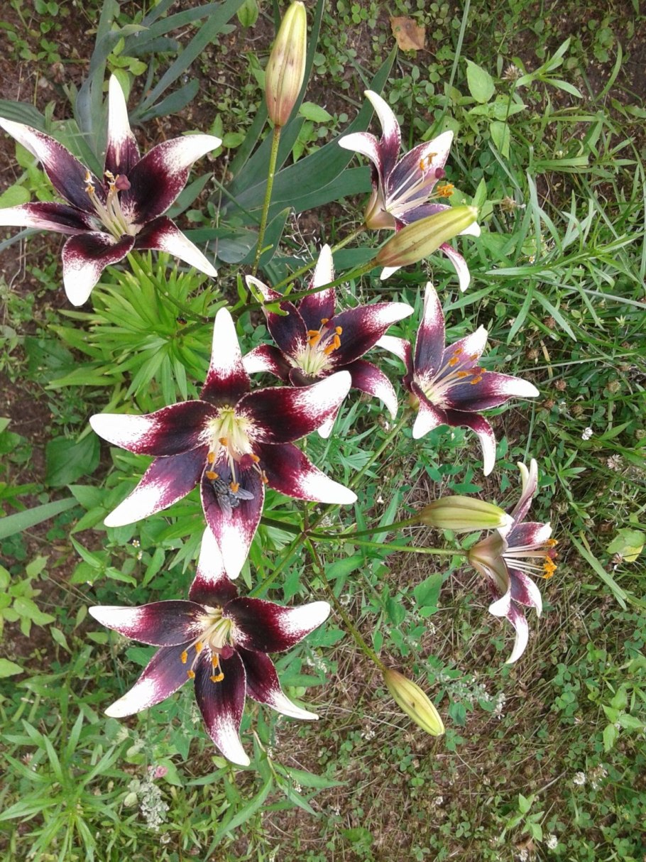 Лилия Неттис Прайд