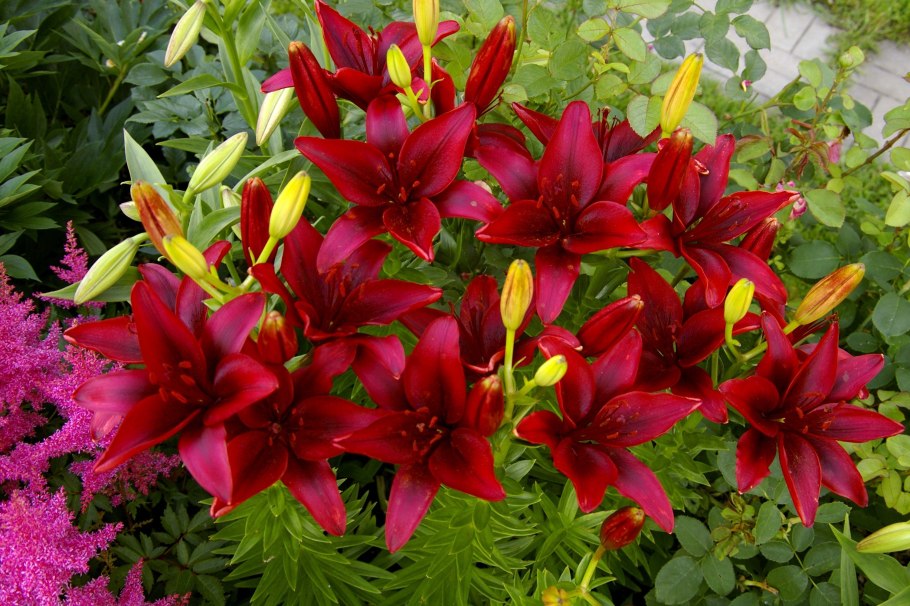 Лилия лига легенд