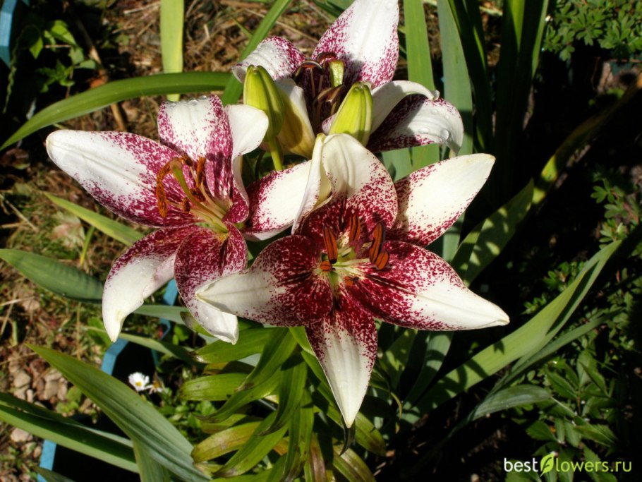 Георгина bull's Pride