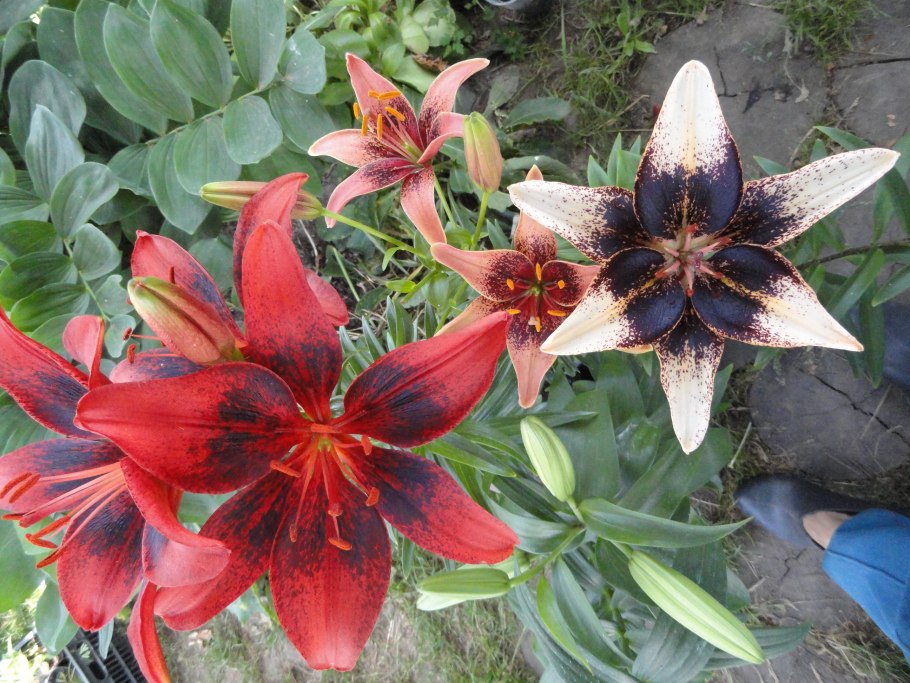 Лилии Stracciatella event