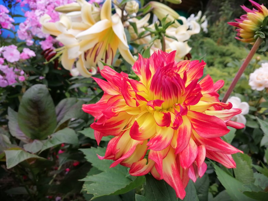 Лилия Строберри эвент