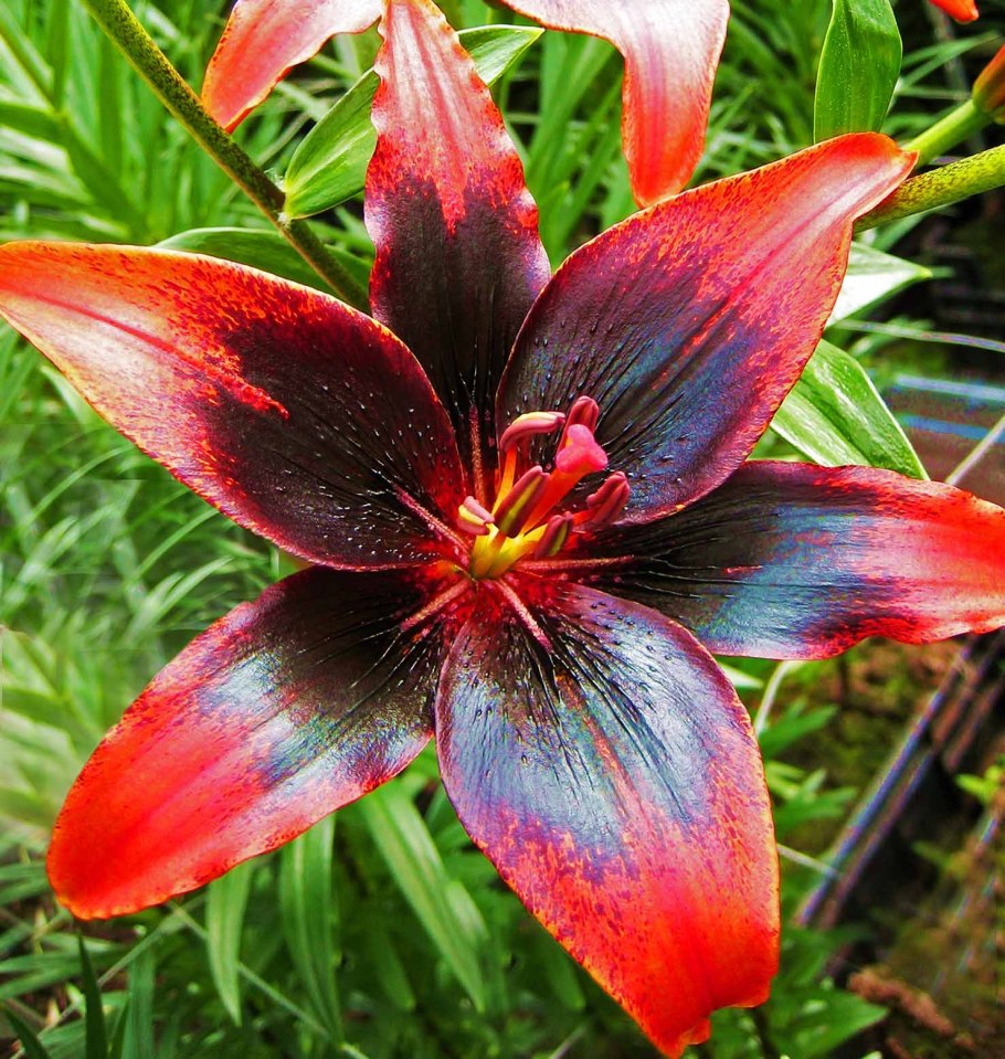 Лилия азиатская танго Уислер