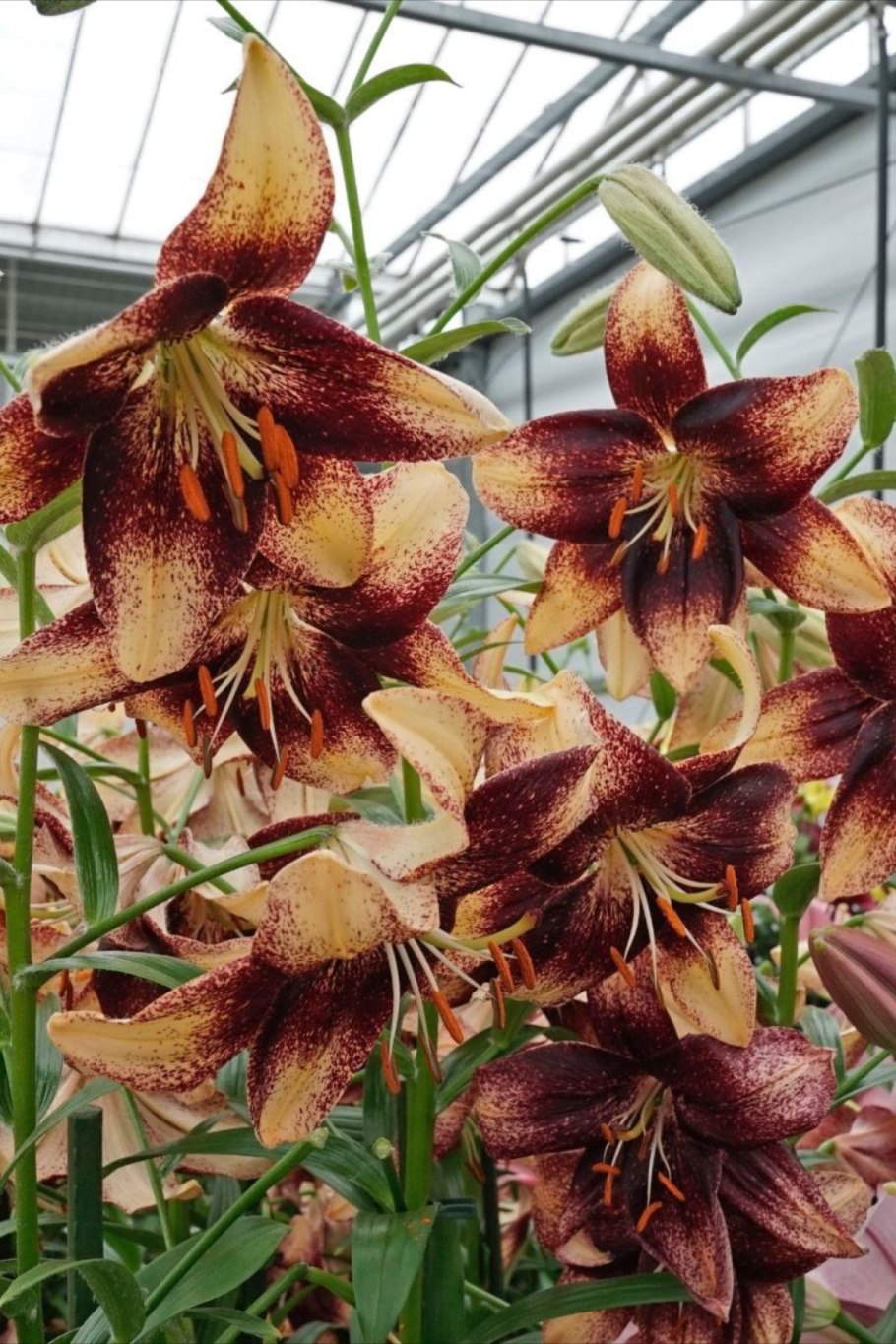 Лилия Лондрина (азиатская)