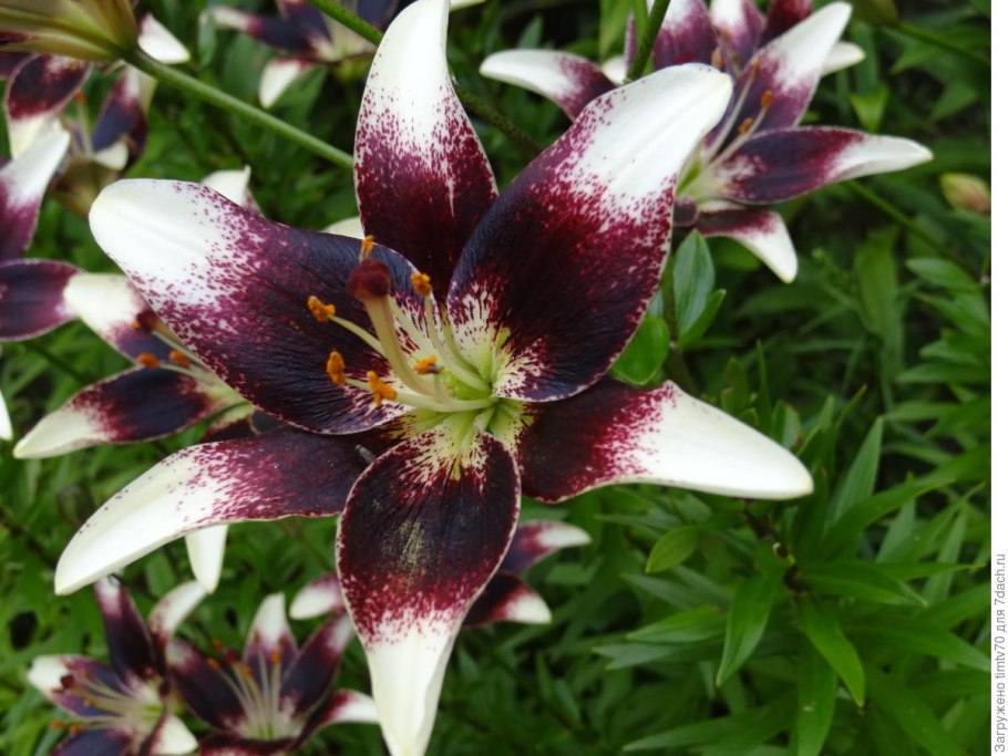 Лилия Восточная махровая Роузлили Рамона