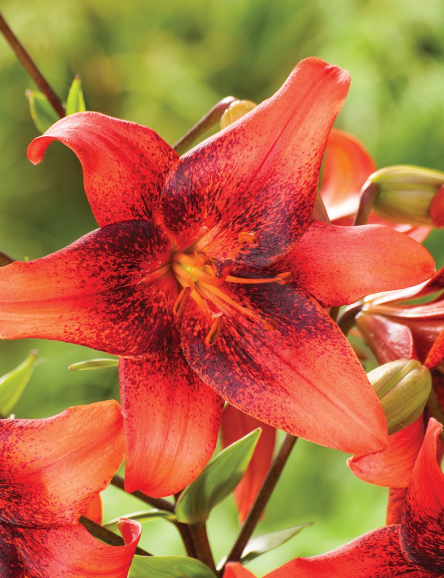 Лилии танго Тропикал Бриз