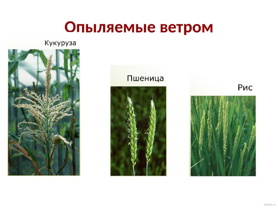 Опыляемые растения