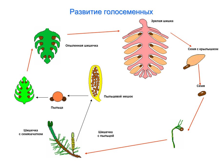 Ветроопыляемые растения Ива