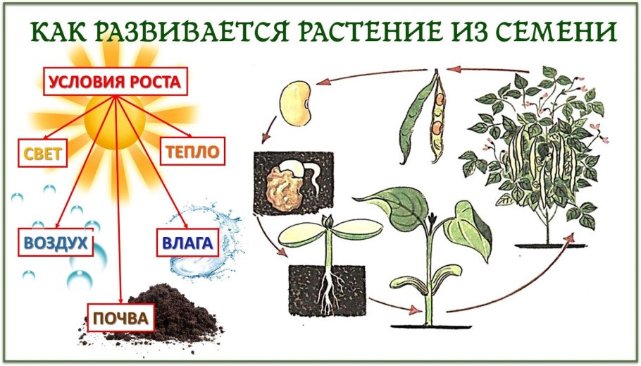 Семена одуванчика распространяются