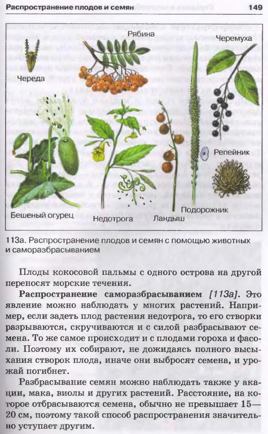 Семена пух тополя