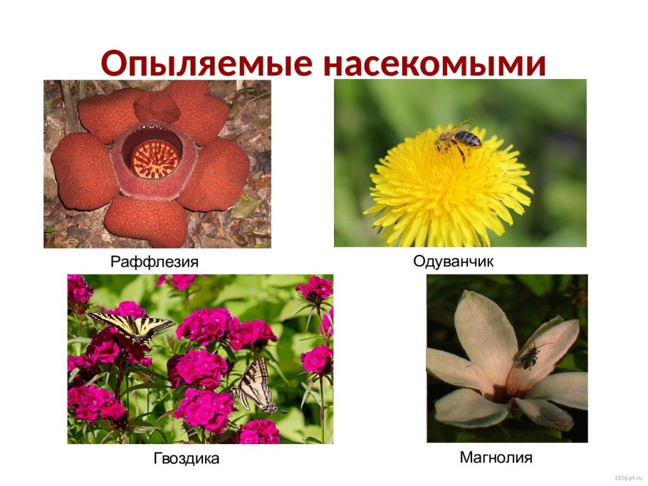 Цикл развития голосеменных схема