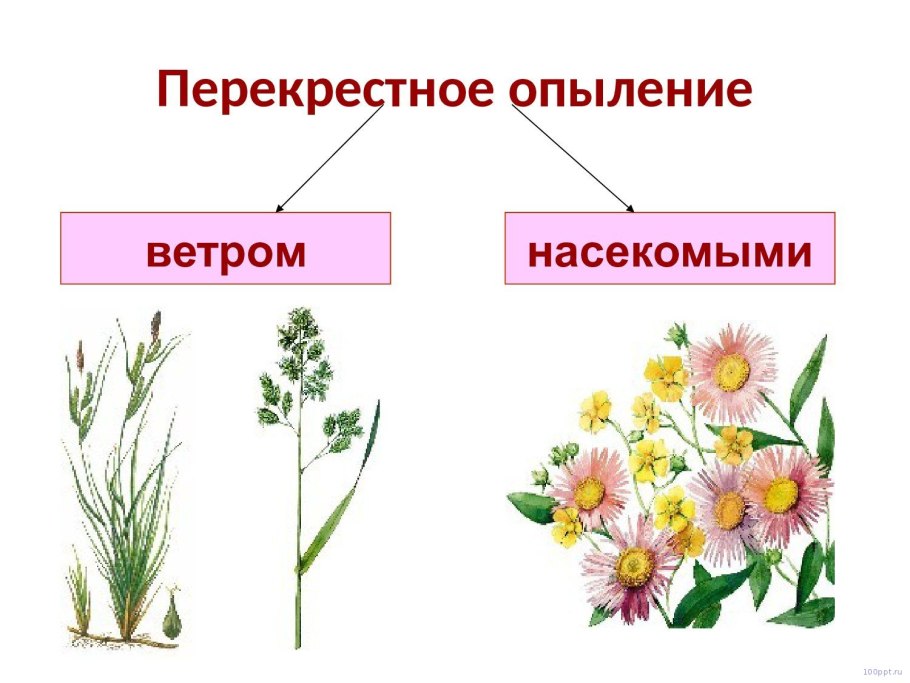 Семена одуванчика летают