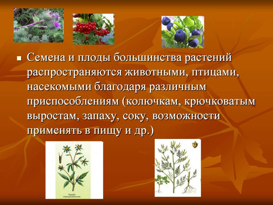 Летающие одуванчики