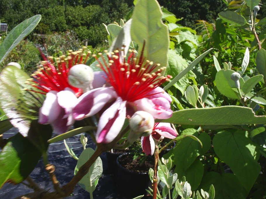 Дикие цветы джунглей