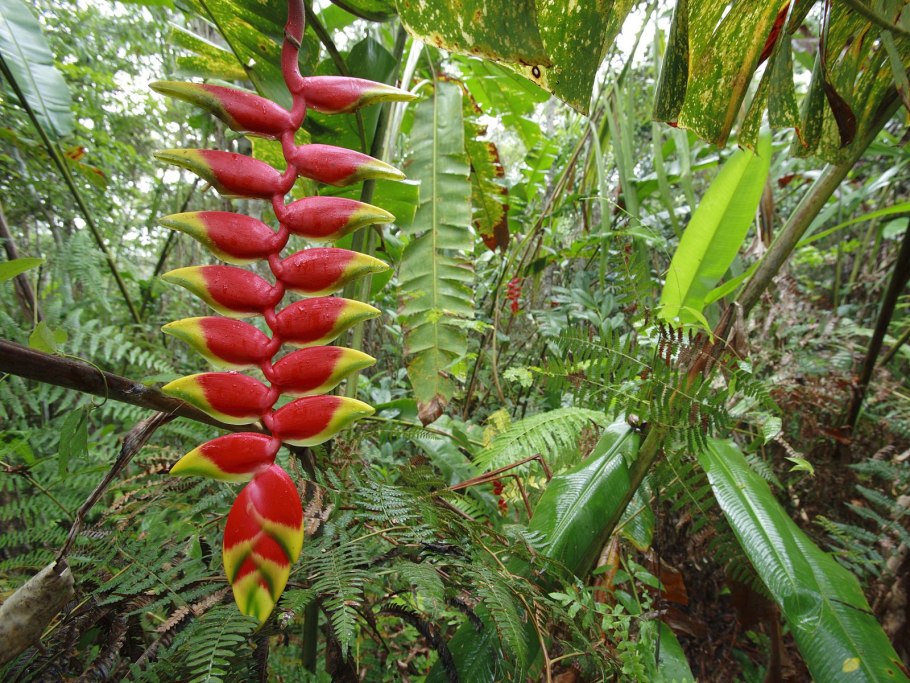 Heliconia шоколад Колумбия