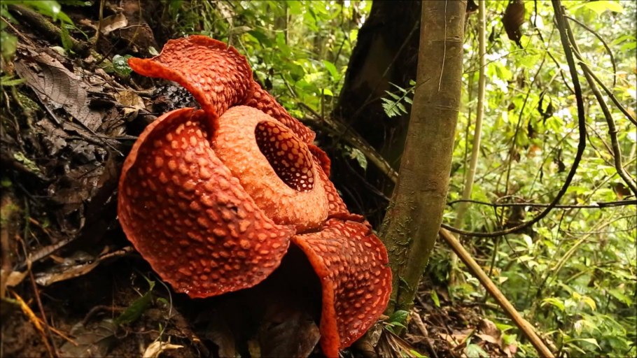 Самое редкое растение на земле