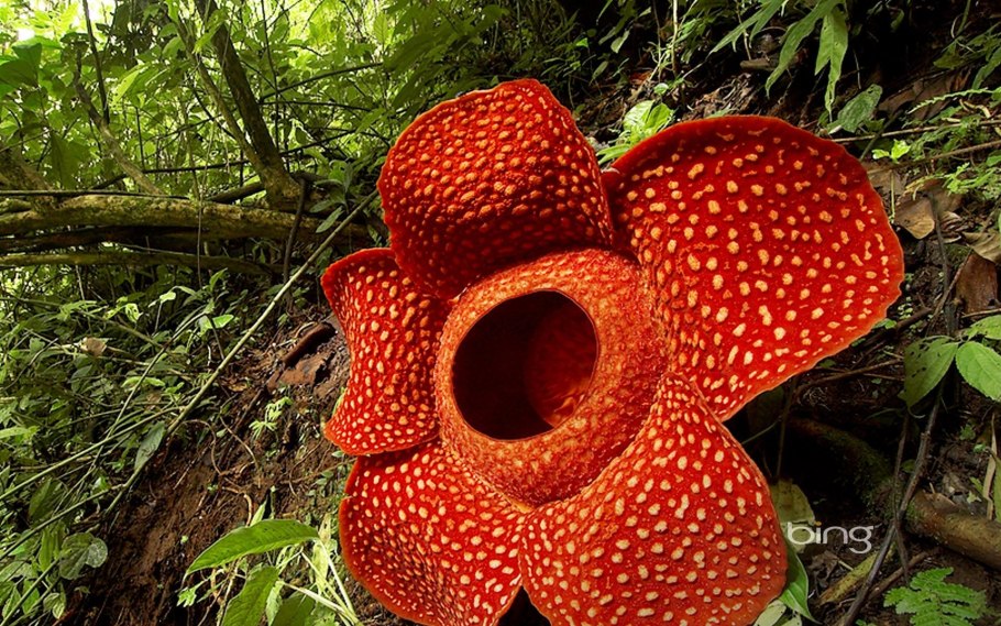 Раффлезия продуцент