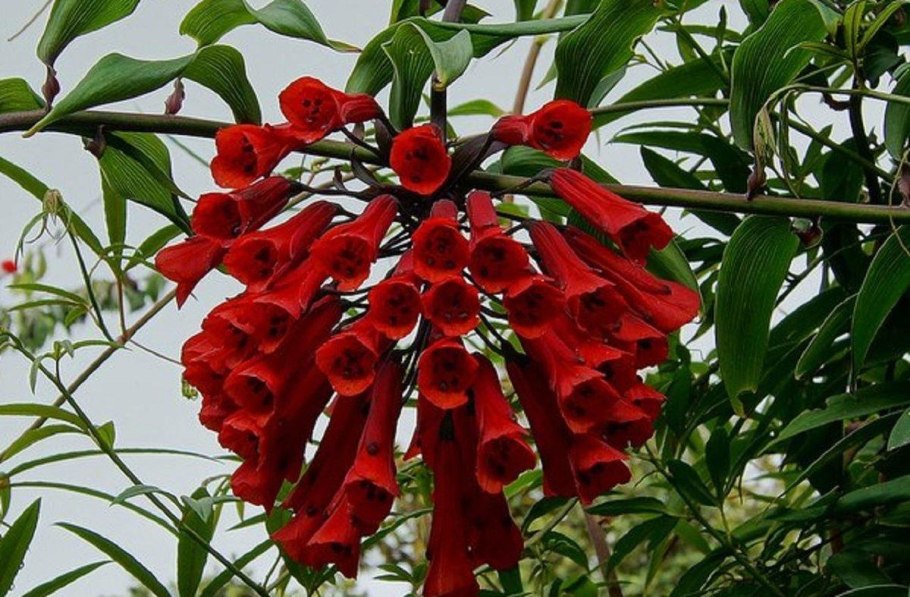 Удивительные растения сельвы Южной Америки