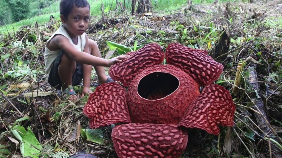 Цветок Психотрия возвышенная