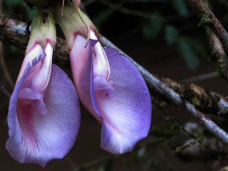 Passiflora оранжевая