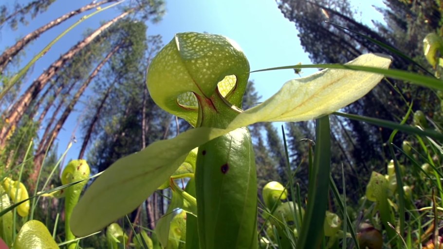 Психотрия Элата