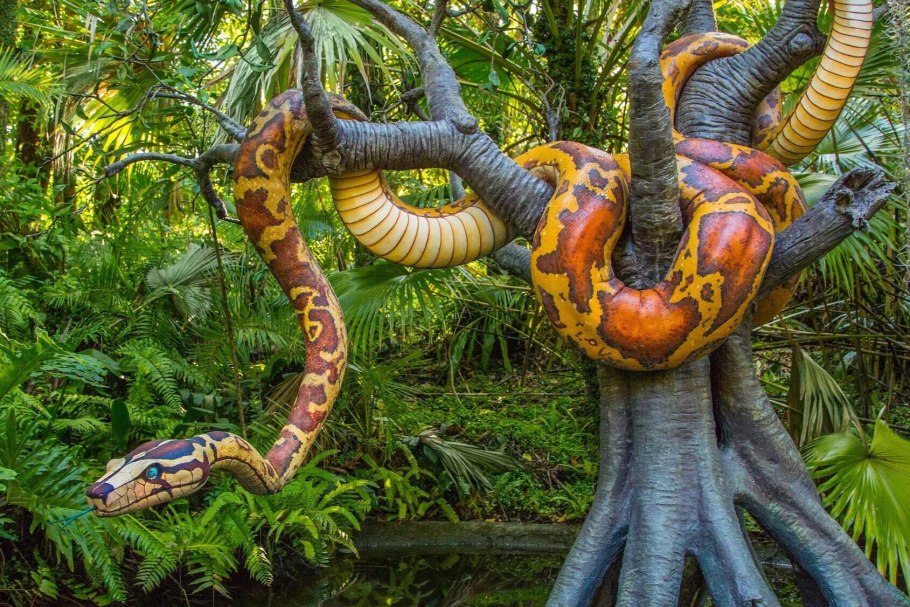 Акокантера Абиссинская