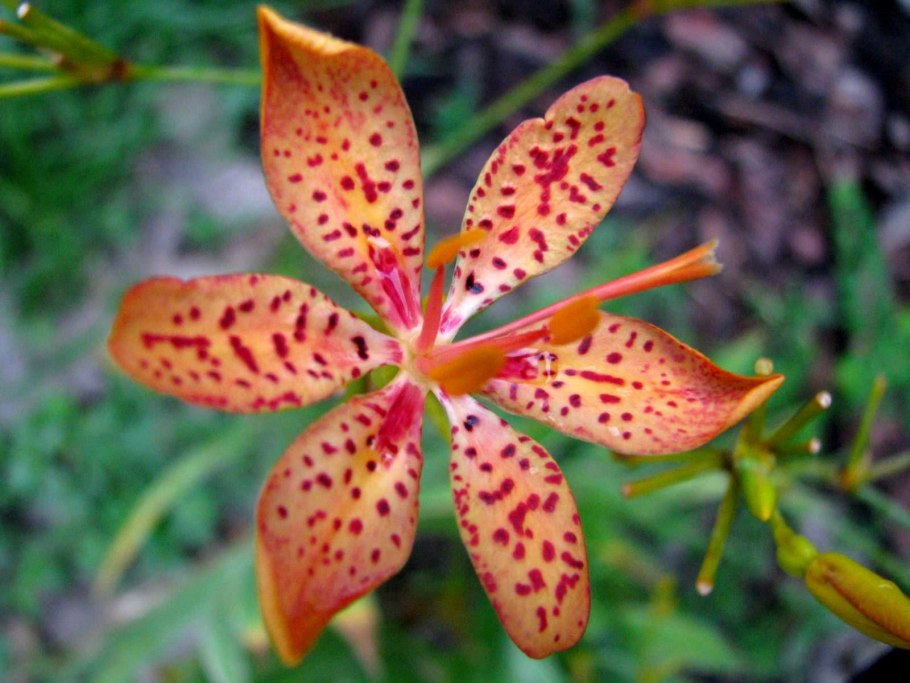 Цветок на Амазонке ядовитый