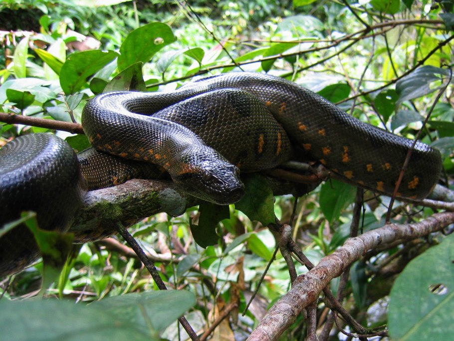 Растение-паразит раффлезия Арнольди