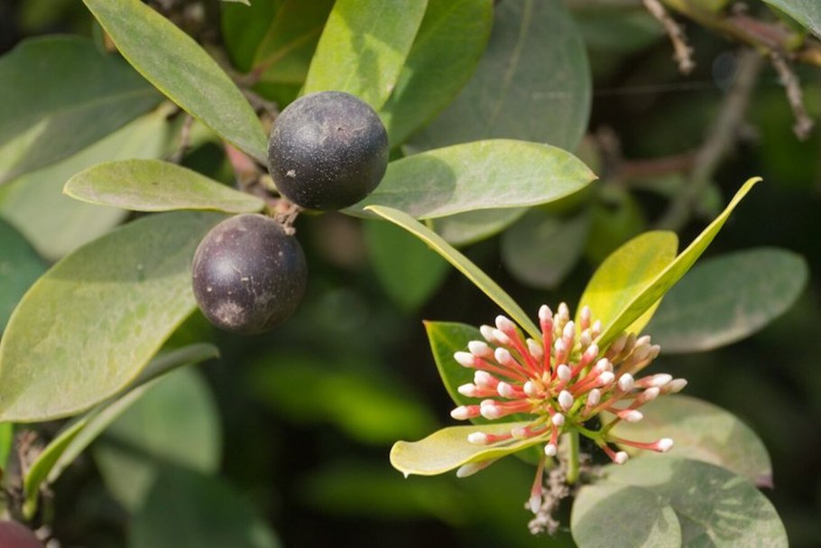 Экваториальные леса Эпифиты