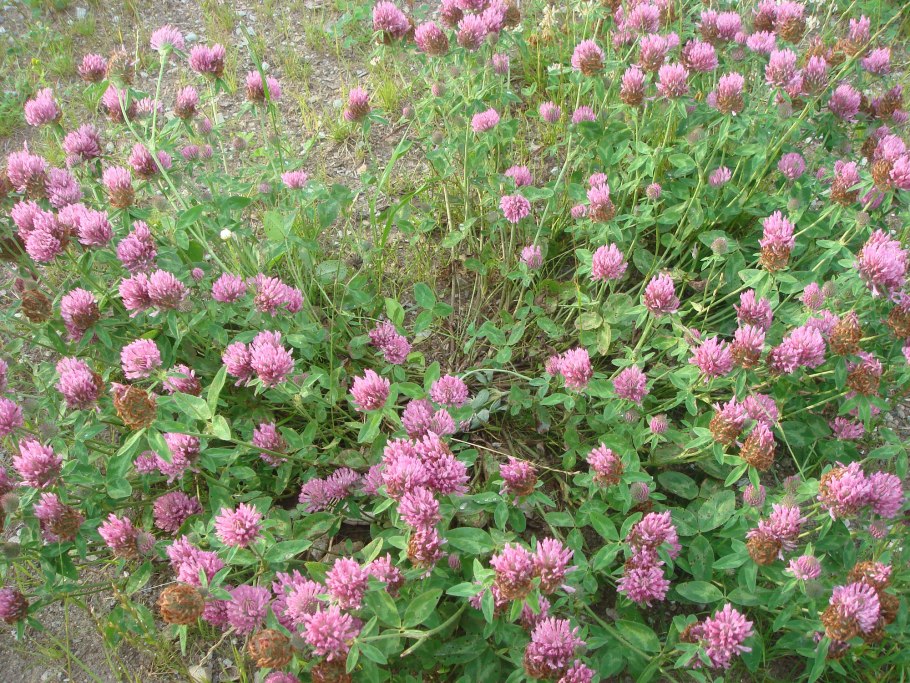 Клевер Луговой лечебные Луговой лечебный