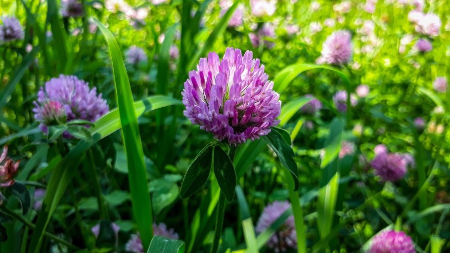Клевер красный (Trifolium Rubens)