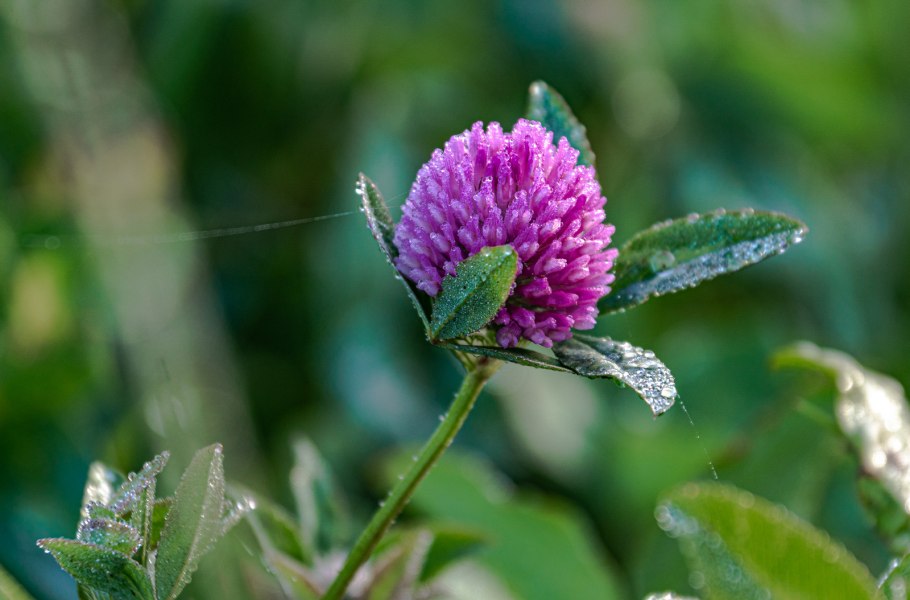 Клевер Луговой 1,5