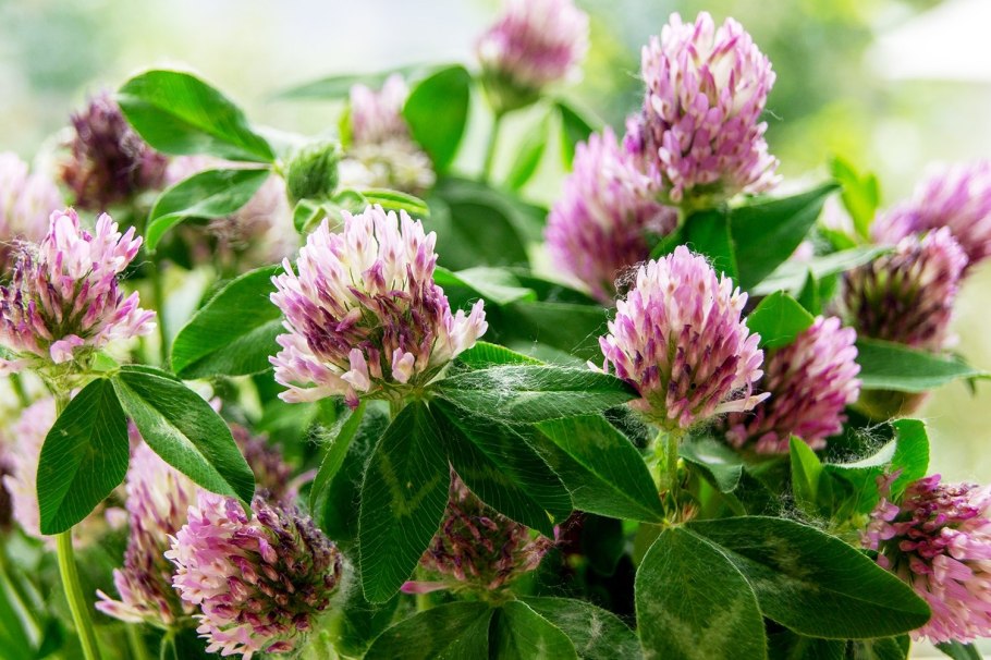 Клевер трилистник с цветком