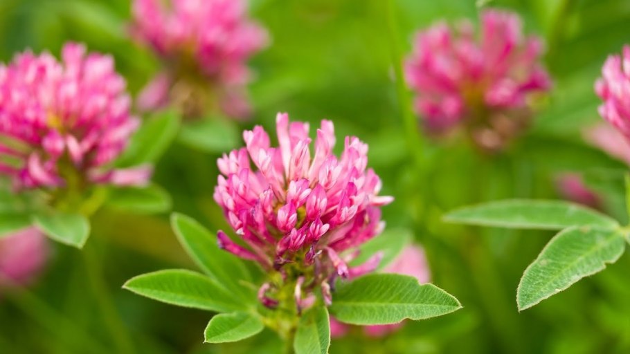 Цветки красного клевера