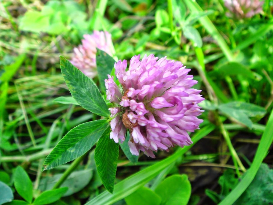 Клевер лекарственное растение