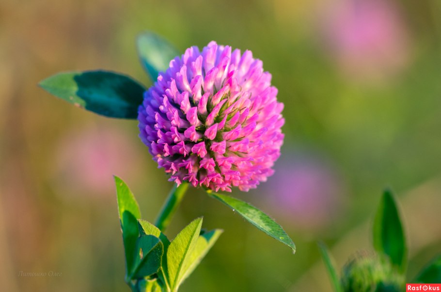 Клевер красный крупнолист