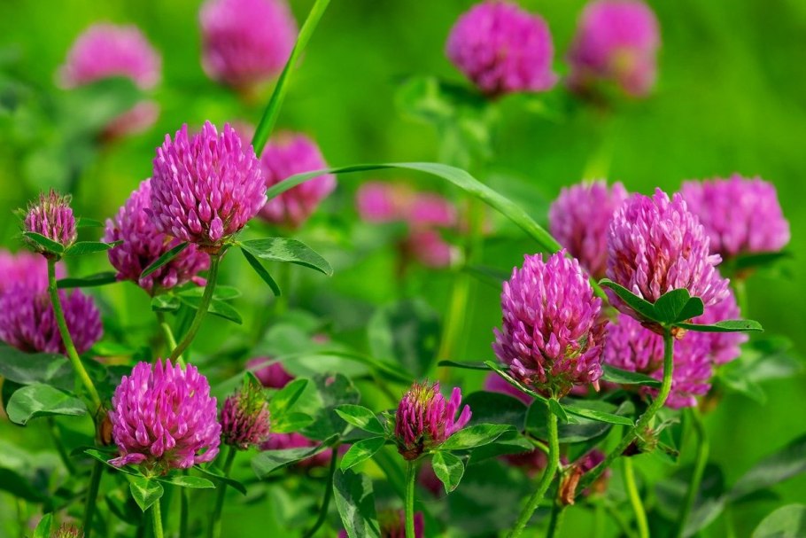 Клевер многолистный