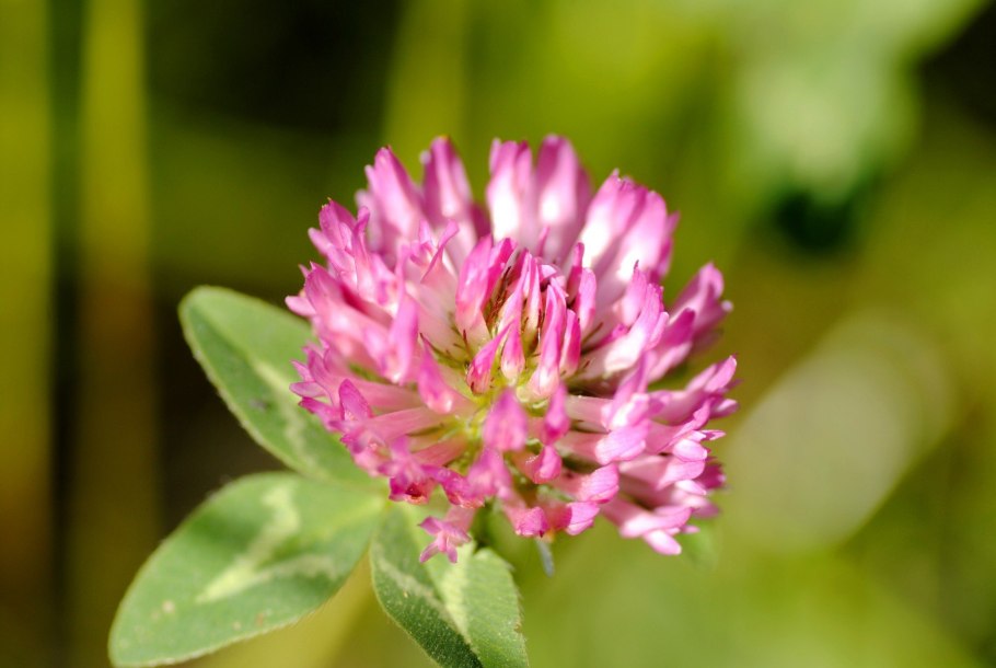 Клевер кормовистый