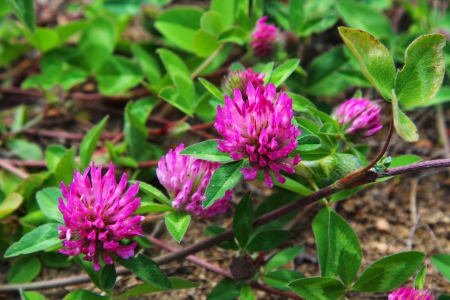 Красный Клевер Trifolium pratense